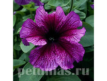 ������� Daddy Sugar ������� 70�