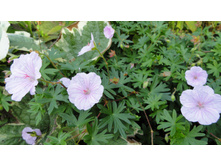 ������ �������������� ��������