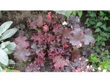 ������� ���������� �������