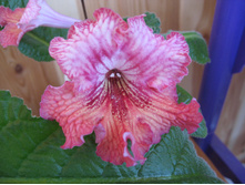 ������������� 7151 Listy - �.�leszczynski