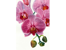 500x500.21033 40�60.jpg