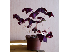 ������� (�������)