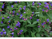 �������� (������ ����� ����� �����)