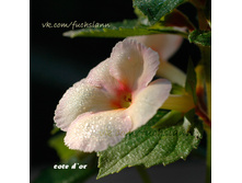 �������� Cote d'Or