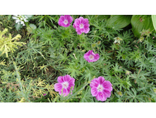 ������ �����