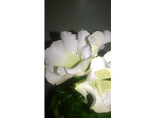 WP 20160320 20 40 39 Pro.jpg