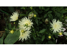 №68 ���������.JPG