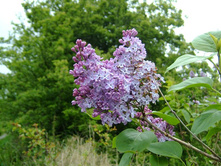 ������ ���������