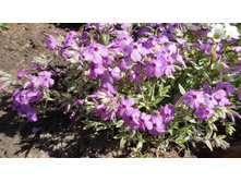 ����� ������������� �������