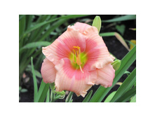 �������� Janice Brown (������ �����)