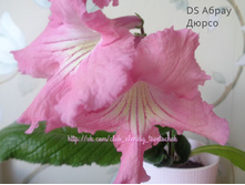 DS ����� �����