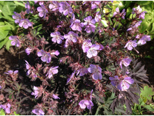 ������ ���� ������