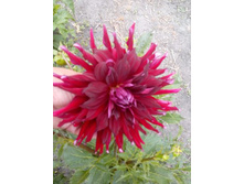 №44 ������.jpg