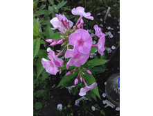 �������� �����