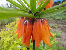 ������ �������������