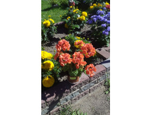 ���������