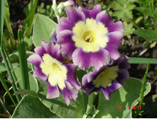 ������� ������� (�ϣ ����)