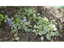 ������� �����������