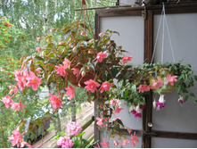 ������� (��������)