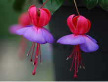 ������, ���� Swanley Gem