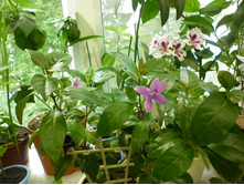 ������������� ���������