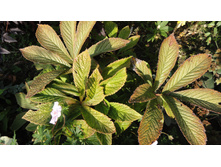 ��������� ��������