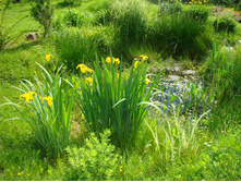 ���� ��������