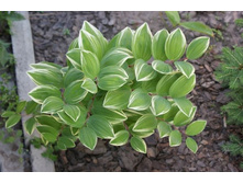 ������ ���������