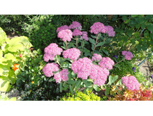 DSC03697 — �����.JPG