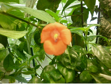 �������� �������