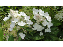 DSC00501 — �����.JPG