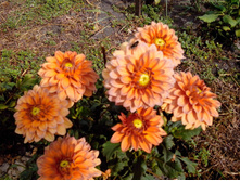 №30 ����� ����� (����).jpg