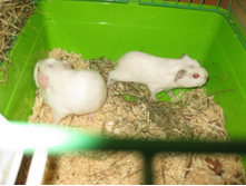 IMG 4562.JPG