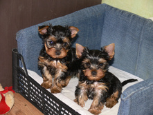 ����� � �������