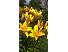 ����� ������ � ��������� (�ϣ ����)