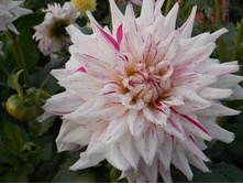 №65 ���� ���������.jpg