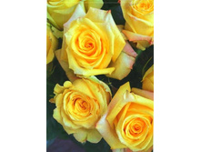 ������ �����أ� 234���. (����� �������� ��� 4��.).jpg