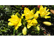 ���� �������