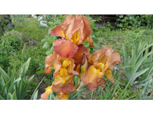 ���� �����-�������