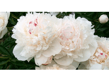 ���� �����