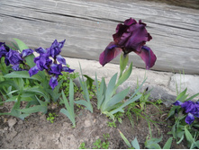 ���� �����-�������