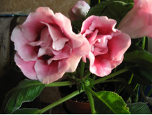 ��������� ������ ����