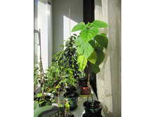 ����������, 29.03.2016