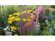 ������������� ������� ������