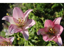 ����� ������� (�ϣ ����).JPG