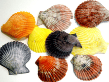 ������� ������ ������� ������� ��.,�������:8897, 57�