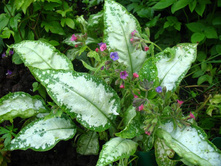 �������� ���� �������