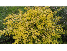 ������ �������� ���� ������