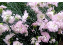 �������� ��������