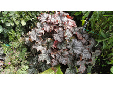 �������  ����